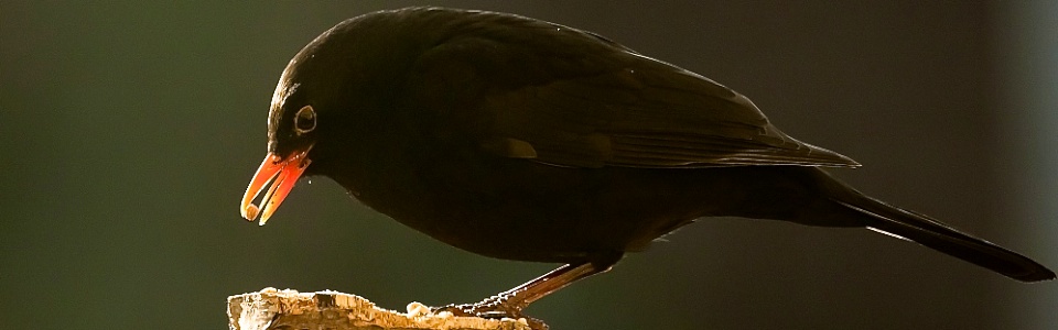 Amsel